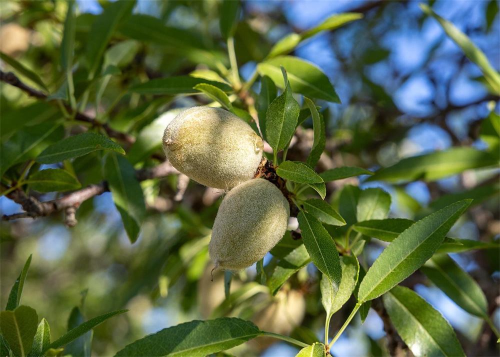 Almonds growing on the tree