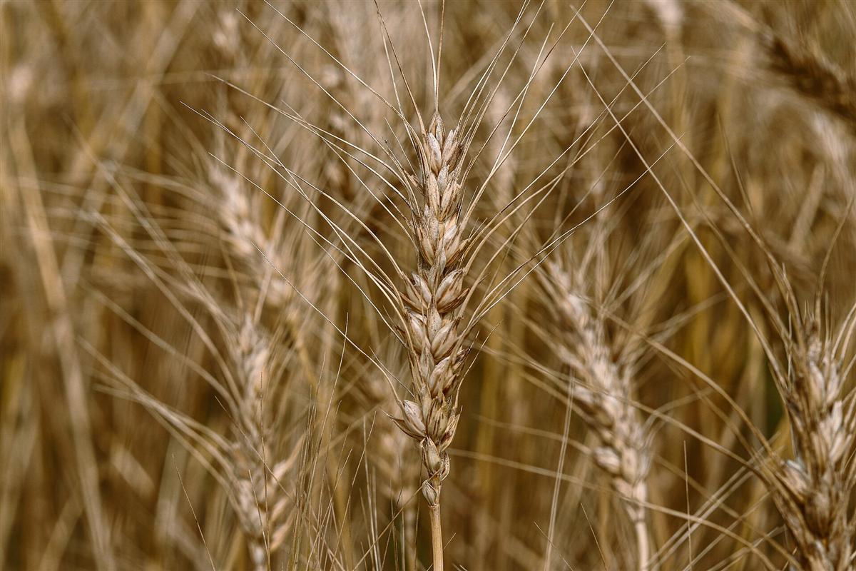 Ripe heads of wheat in the field