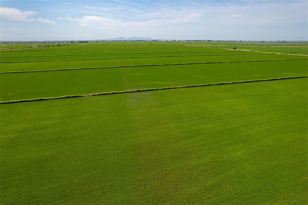 Green rice paddies in Butte County
