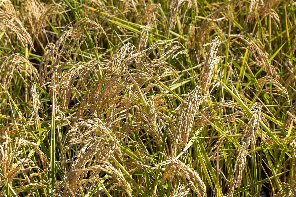 Ripe rice ready for harvest