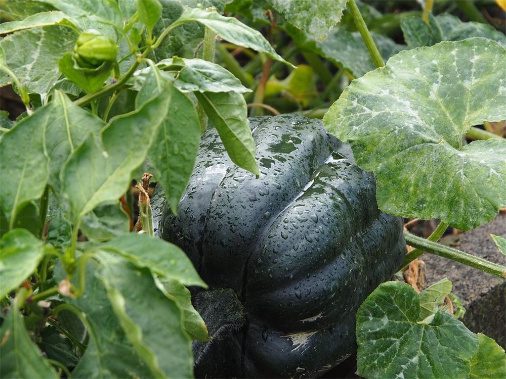 Dark green pumpkin growing among the vines