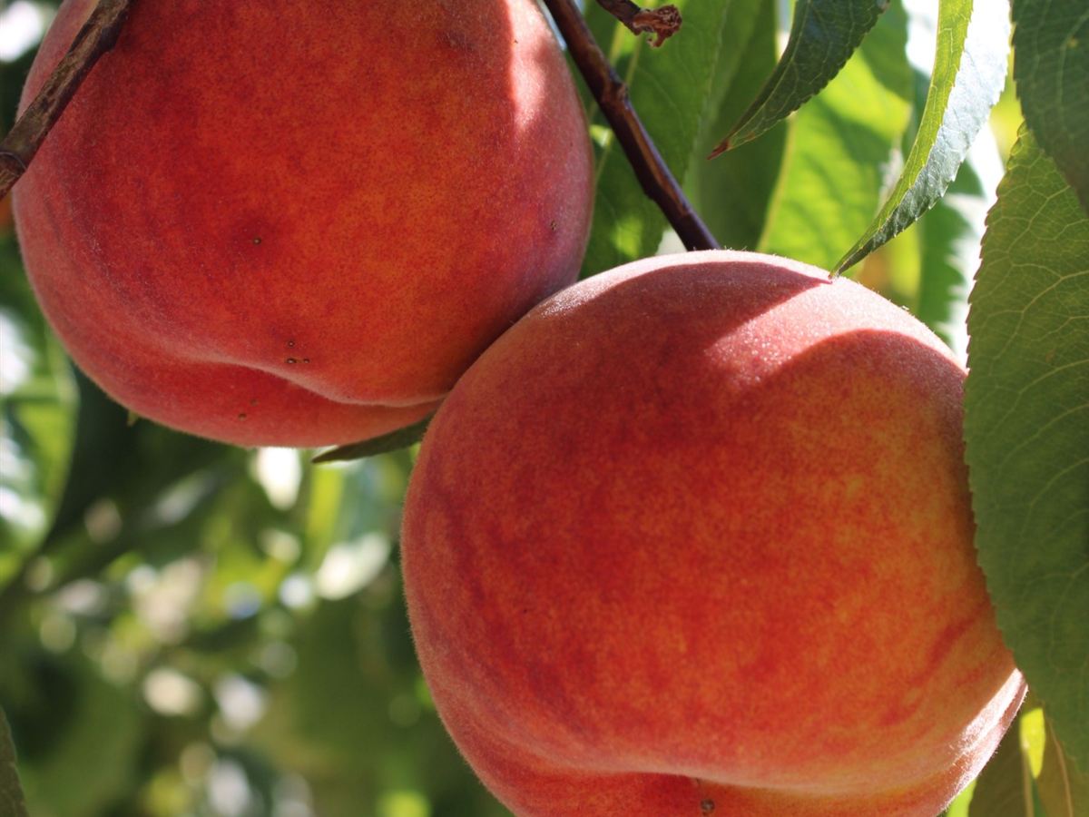 Two ripe peaches hanging on the tree