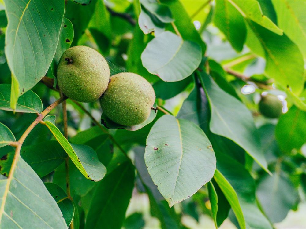 Green walnuts growing on the branch