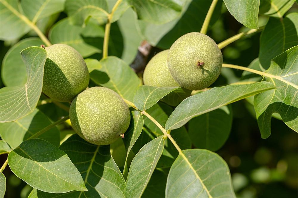 Walnuts growing on the tree